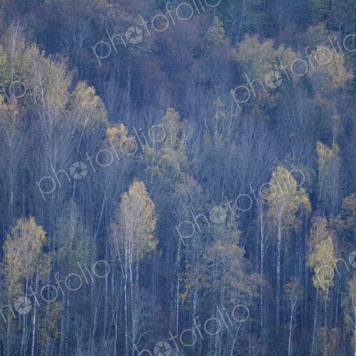 Aerial view of a forest outside Riga. Aerial view of a forest outside Riga.