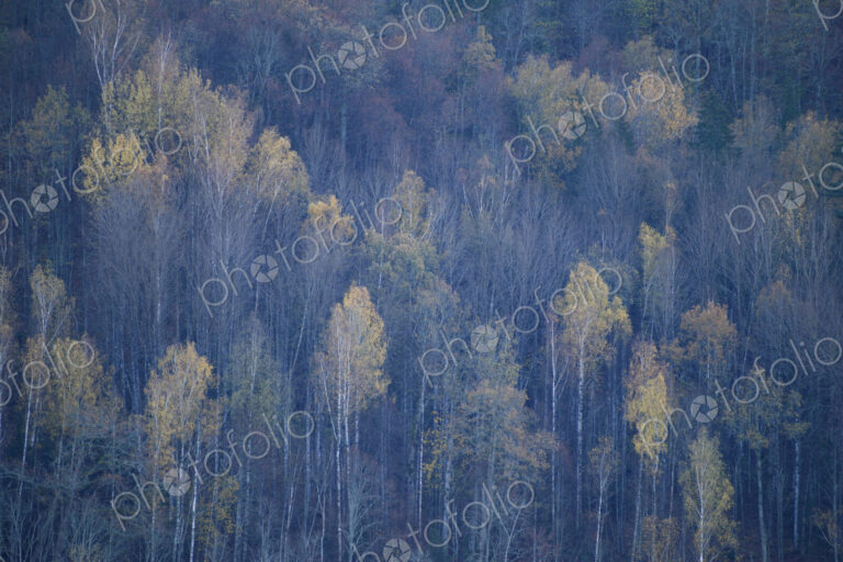 Aerial view of a forest outside Riga.