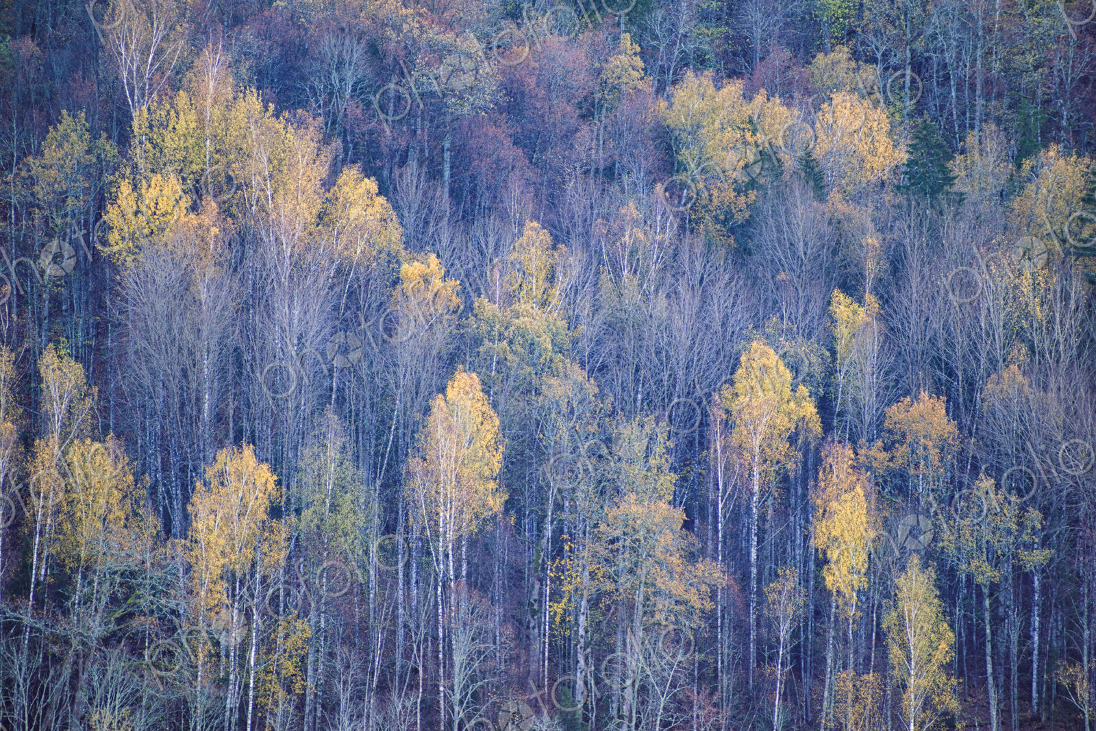Aerial view of a forest outside Riga, Latvia.