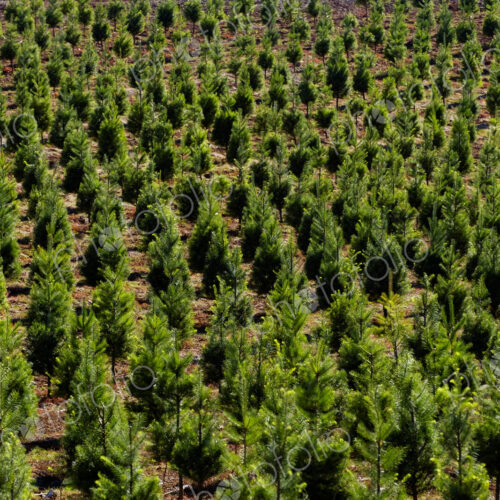 Aerial view of tree farm Aerial view of tree farm