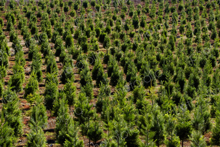 Aerial view of tree farm
