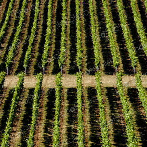 Aerial view of tree farm Aerial view of tree farm