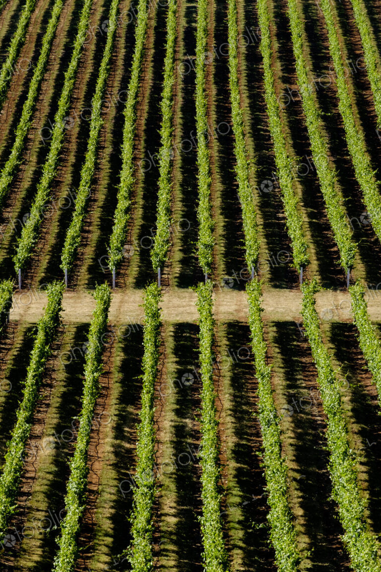Aerial view of tree farm