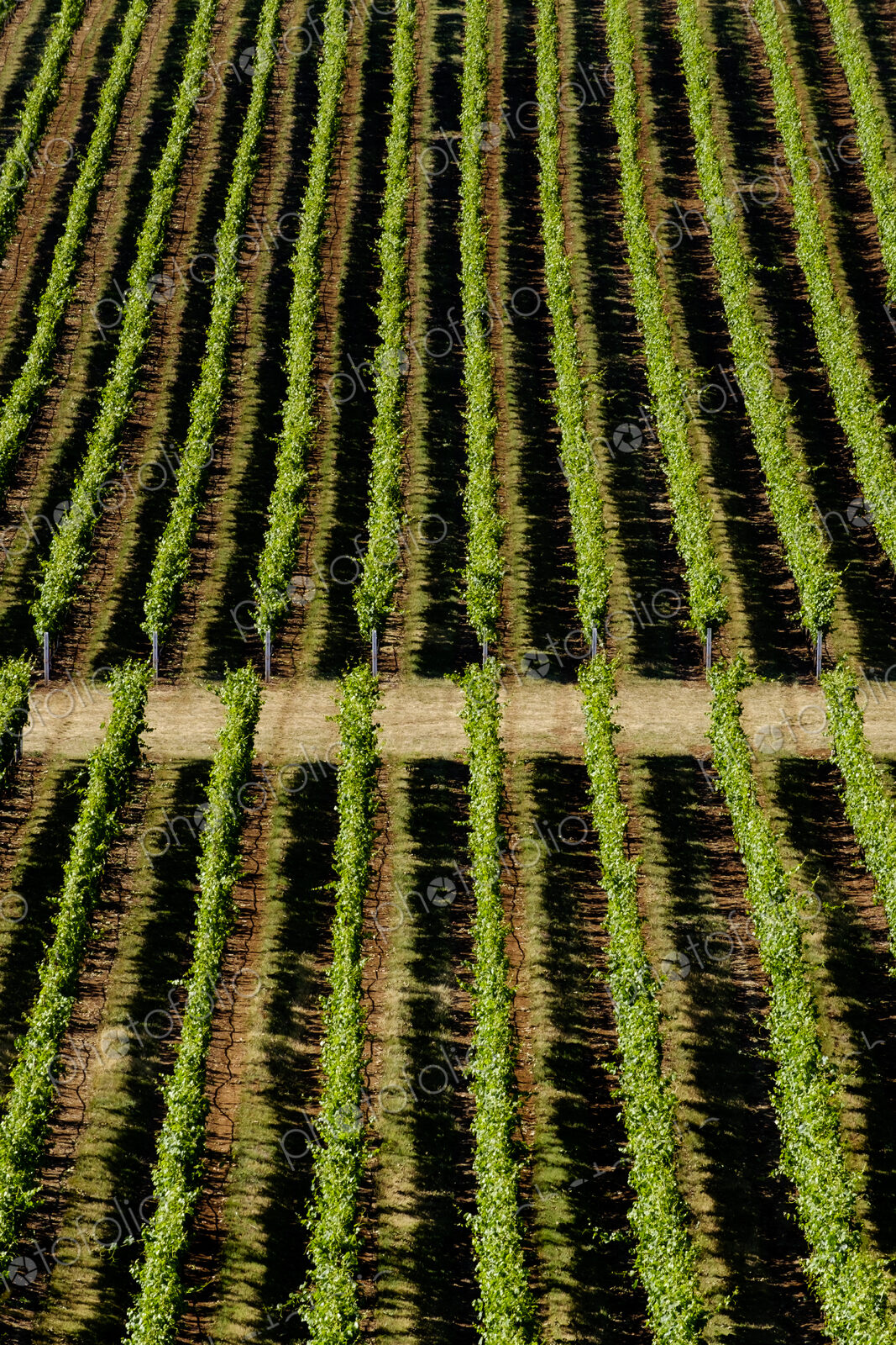 Aerial view of tree farm