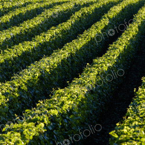 Aerial view of tree farm Aerial view of tree farm