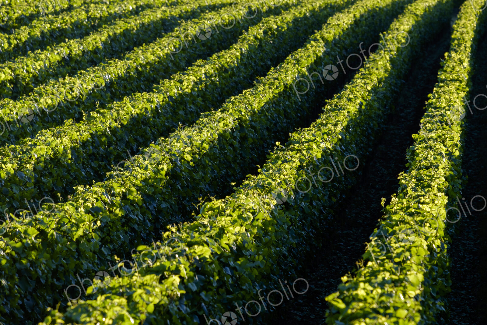 Aerial view of tree farm