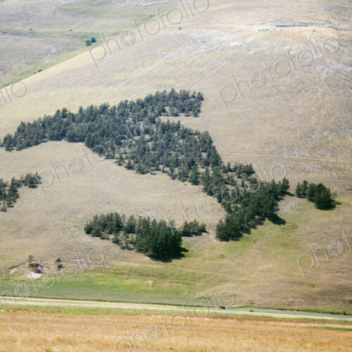 Aerial view of trees in rural landscape. Aerial view of trees in rural landscape.
