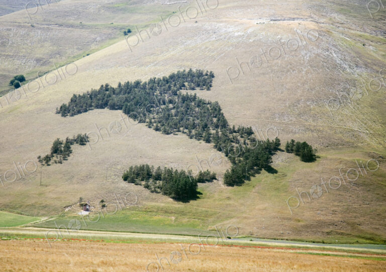 Aerial view of trees in rural landscape.