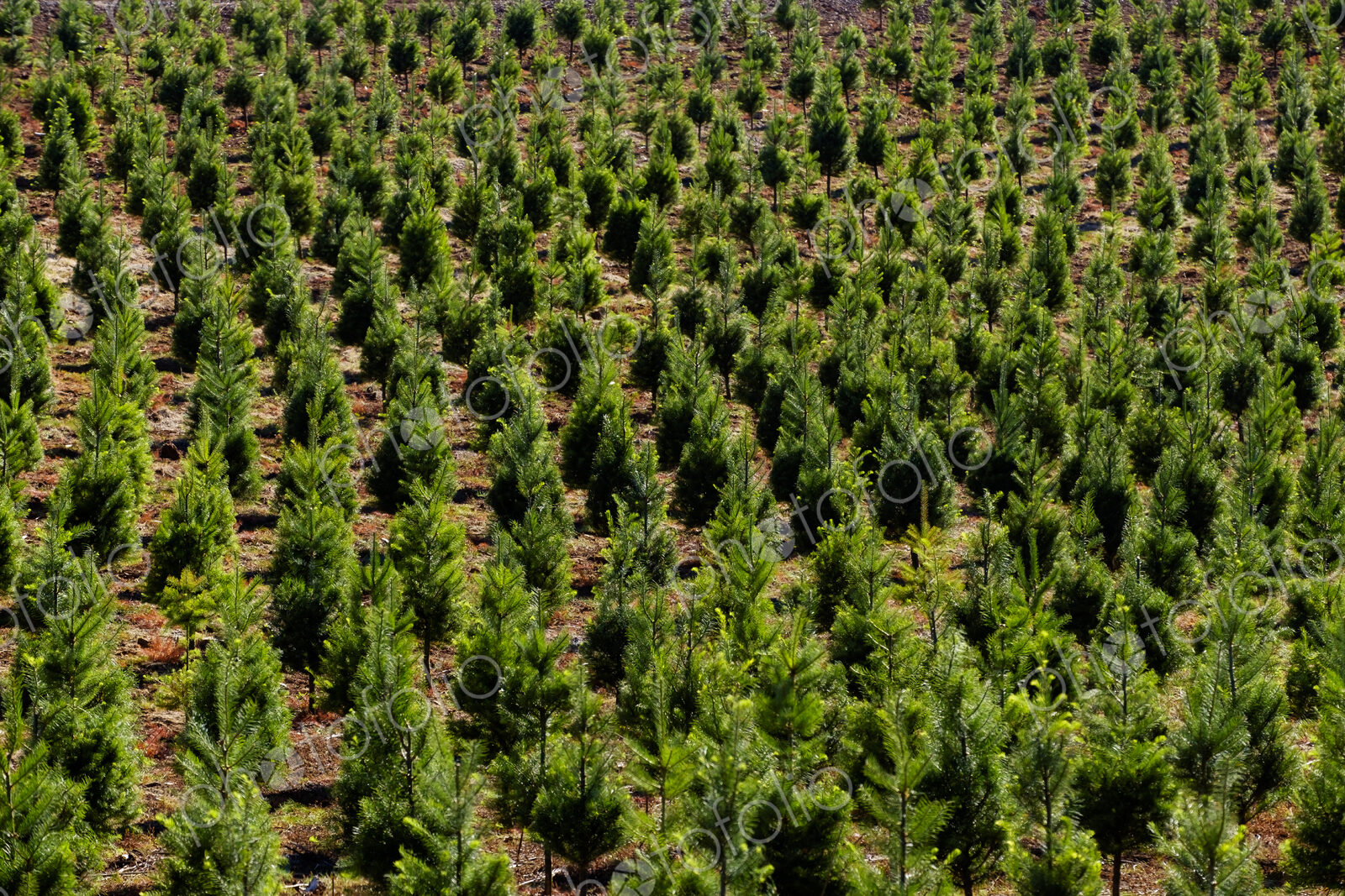 Aerial view over a Christmas tree farm, field of pine trees with gree growth.