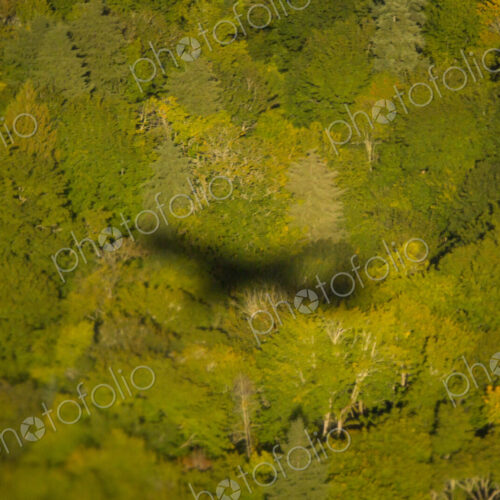 Aerial view, the shadow outline of a passenger jet above the treetops of thick forest. Aerial view, the shadow outline of a passenger jet above the treetops of thick forest.