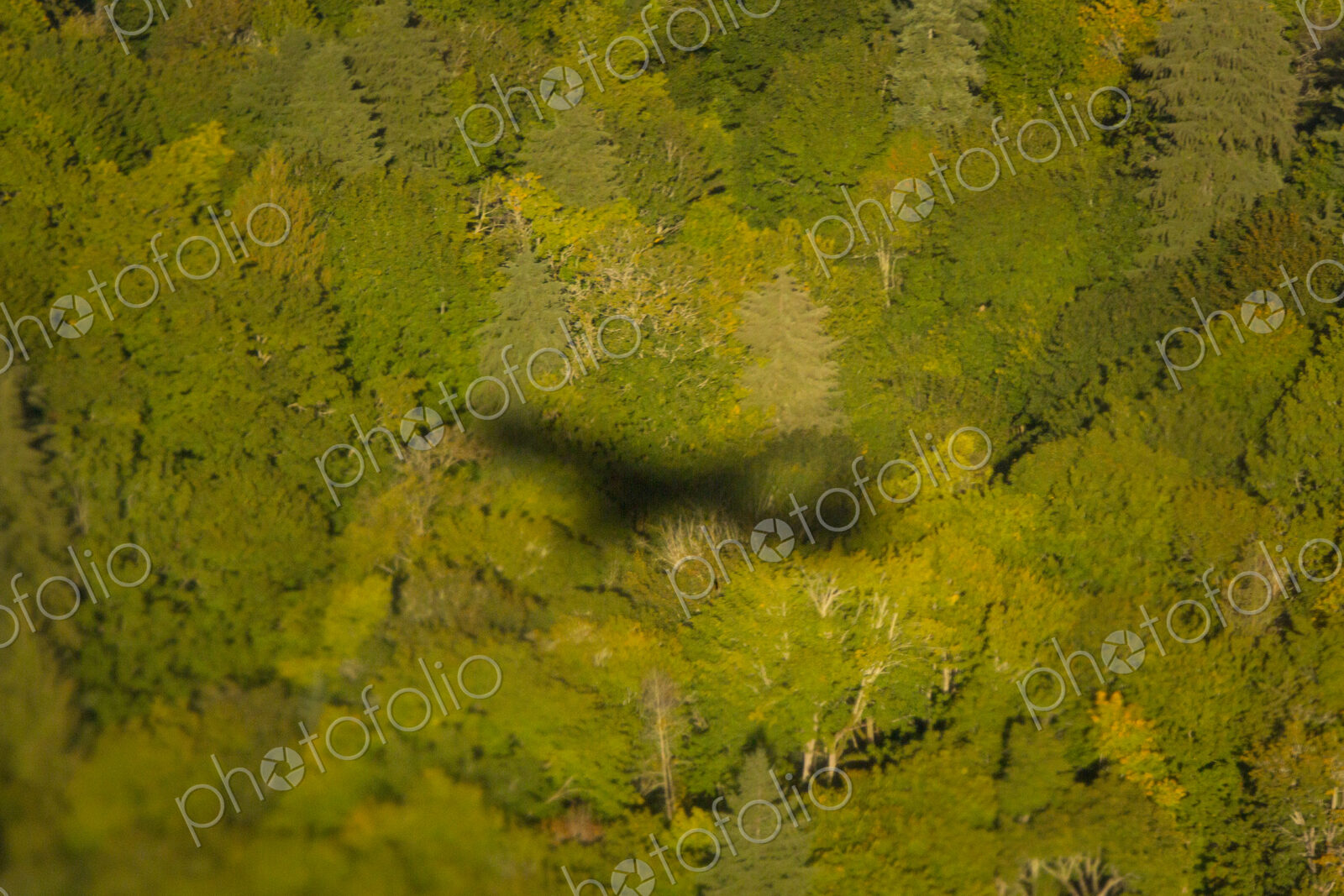 Aerial view, the shadow outline of a passenger jet above the treetops of thick forest.