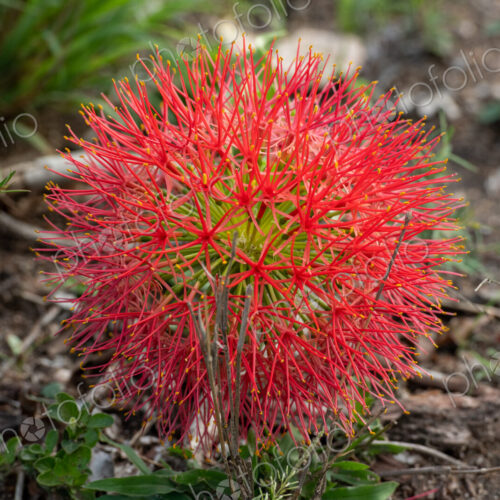 African Blood Lily, Scadoxus multiflorus. African Blood Lily, Scadoxus multiflorus.