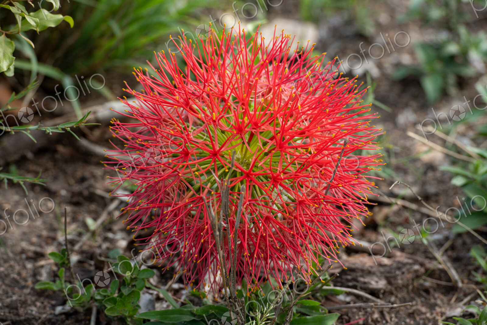 African Blood Lily, Scadoxus multiflorus.