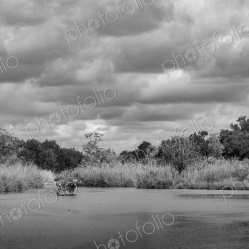 African Buffalo, Syncerus caffer, Black and white view of a Buffalo standing in a… African Buffalo, Syncerus caffer, Black and white view of a Buffalo standing in a…