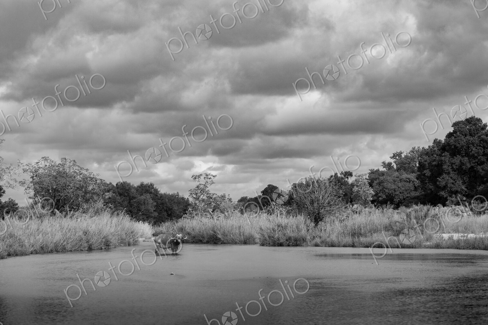 African Buffalo, Syncerus caffer, Black and white view of a Buffalo standing in a…