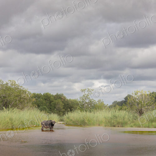 African Buffalo, Syncerus caffer, Buffalo standing in a shallow river under a cloudy,… African Buffalo, Syncerus caffer, Buffalo standing in a shallow river under a cloudy,…