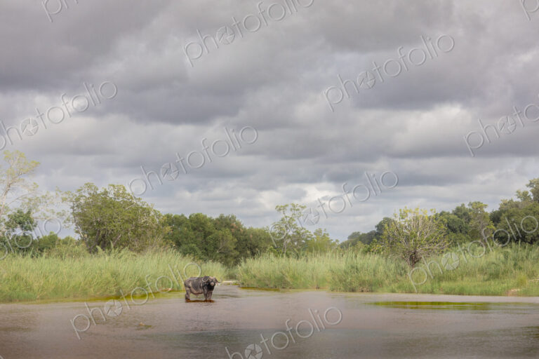 African Buffalo, Syncerus caffer, Buffalo standing in a shallow river under a cloudy,…