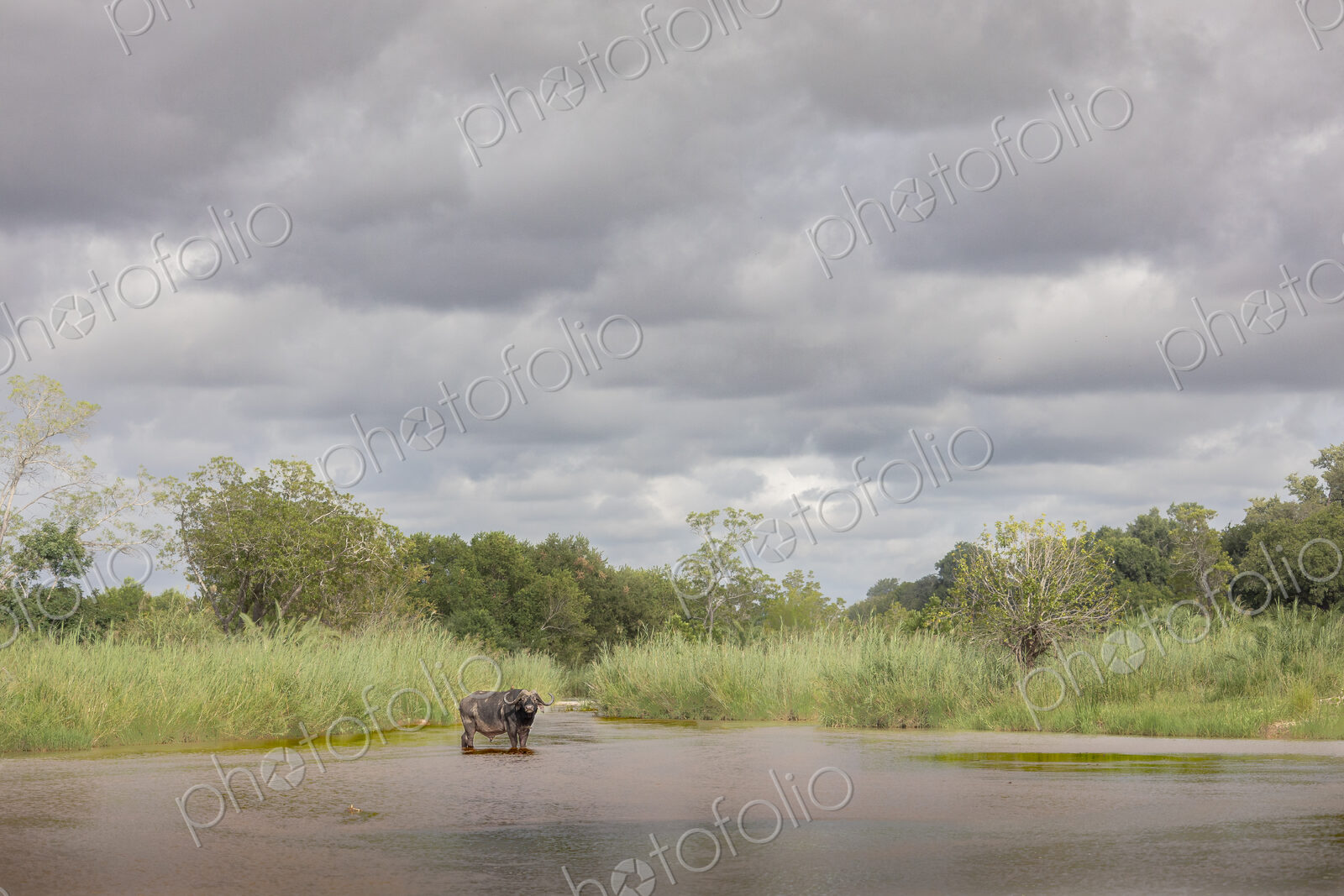 African Buffalo, Syncerus caffer, Buffalo standing in a shallow river under a cloudy,…