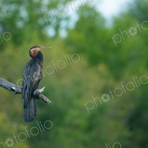 African Darter, Anhinga rufa, in a wetland. African Darter, Anhinga rufa, in a wetland.
