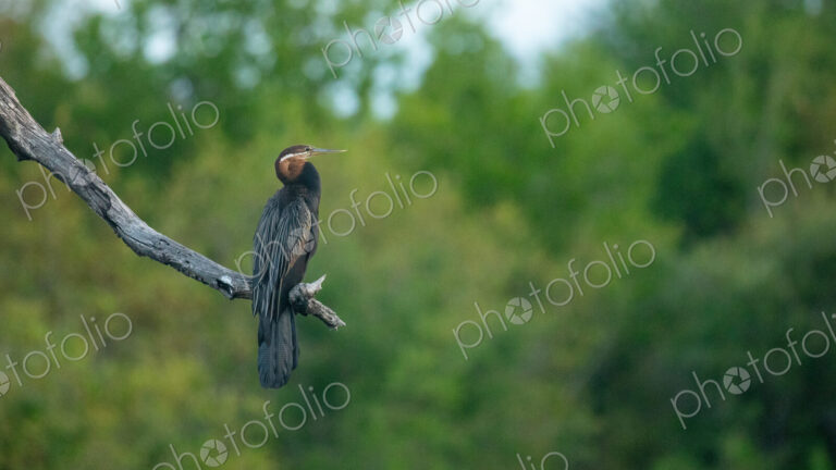 African Darter, Anhinga rufa, in a wetland.