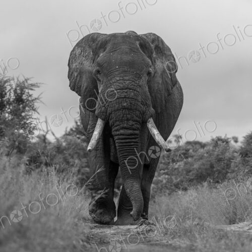African Elephant, Loxodonta africana, Black and white low-angle shot of a large…