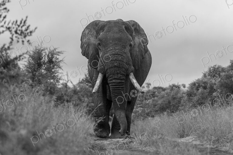 African Elephant, Loxodonta africana, Black and white low-angle shot of a large…