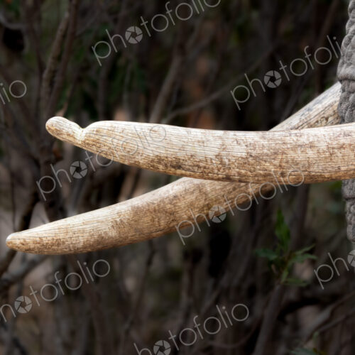 African Elephant, Loxodonta africana, Close-up of elephant tusks, against a blurred…