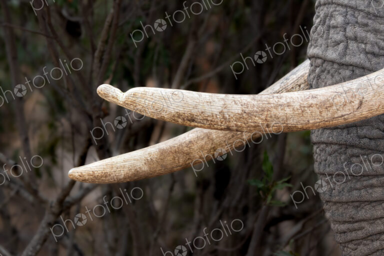 African Elephant, Loxodonta africana, Close-up of elephant tusks, against a blurred…