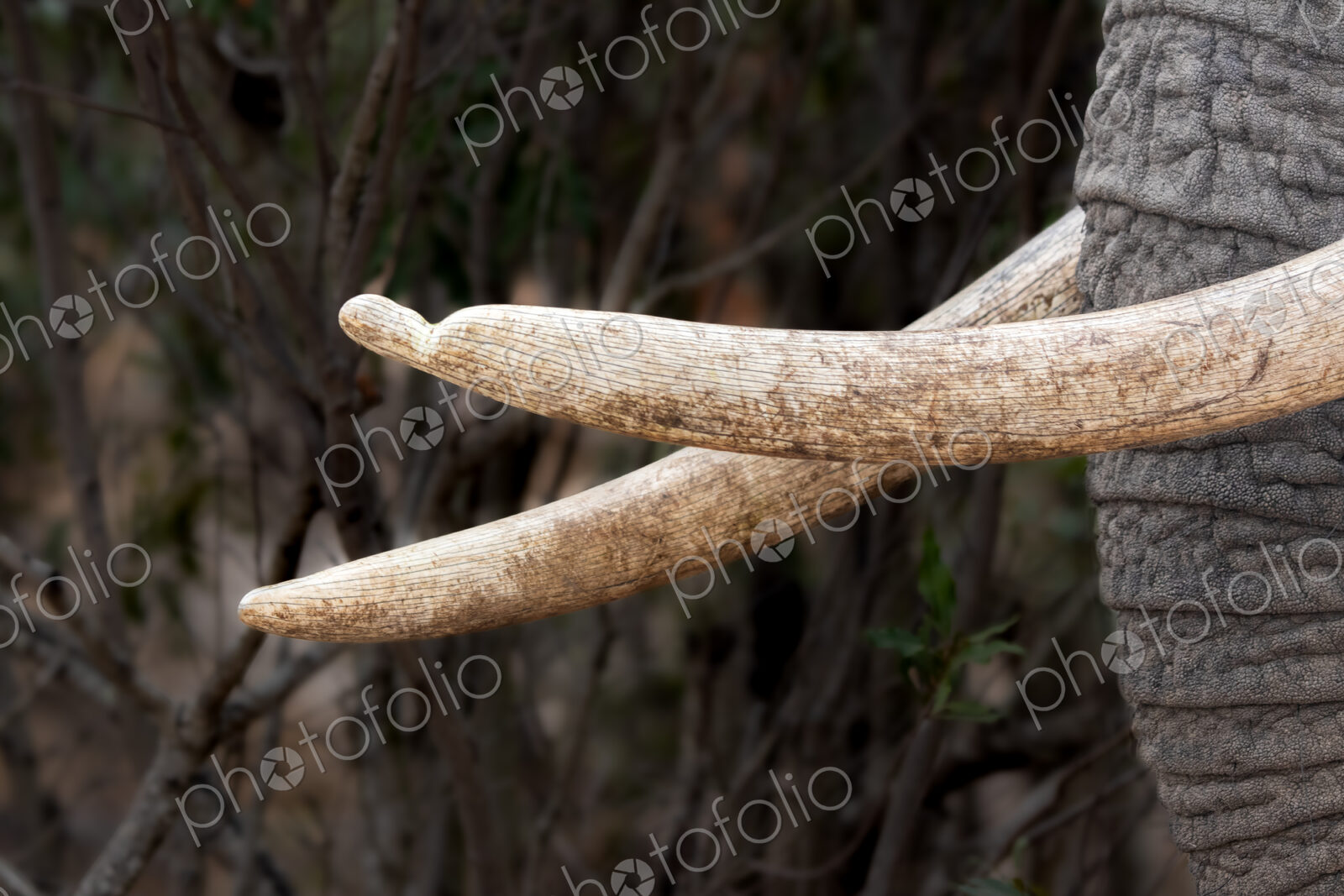 African Elephant, Loxodonta africana, Close-up of elephant tusks, against a blurred…