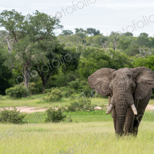 African Elephant, Loxodonta africana, Elephant bull standing in a vast green clearing.