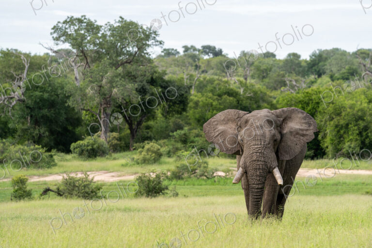 African Elephant, Loxodonta africana, Elephant bull standing in a vast green clearing.