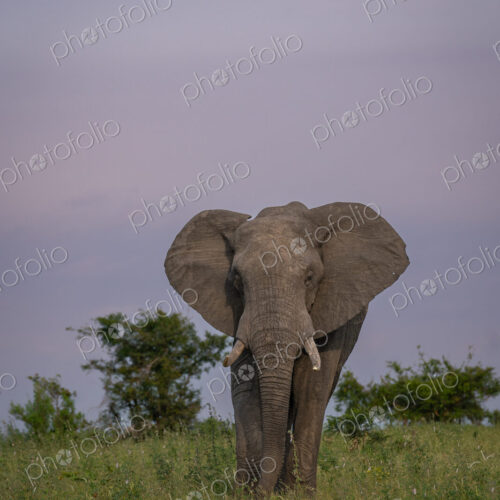 African Elephant, Loxodonta africana, Elephant bull standing in tall green grass…