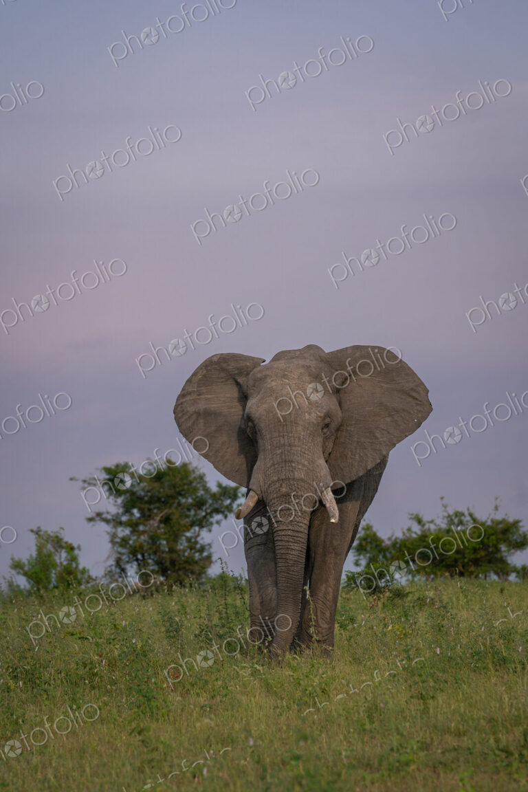 African Elephant, Loxodonta africana, Elephant bull standing in tall green grass…