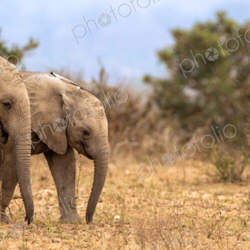 African Elephant, Loxodonta africana, Two young elephant calves walking together in… African Elephant, Loxodonta africana, Two young elephant calves walking together in…