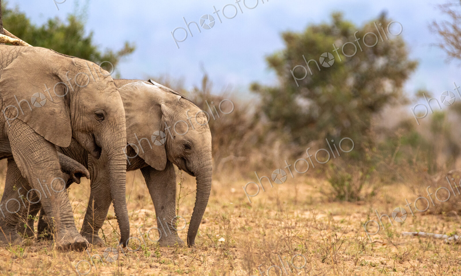 African Elephant, Loxodonta africana, Two young elephant calves walking together in…