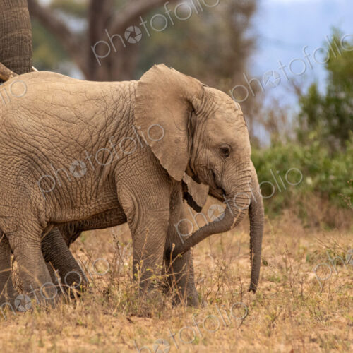 African Elephant, Loxodonta africana, Young elephant calf walking in the dry grass,… African Elephant, Loxodonta africana, Young elephant calf walking in the dry grass,…