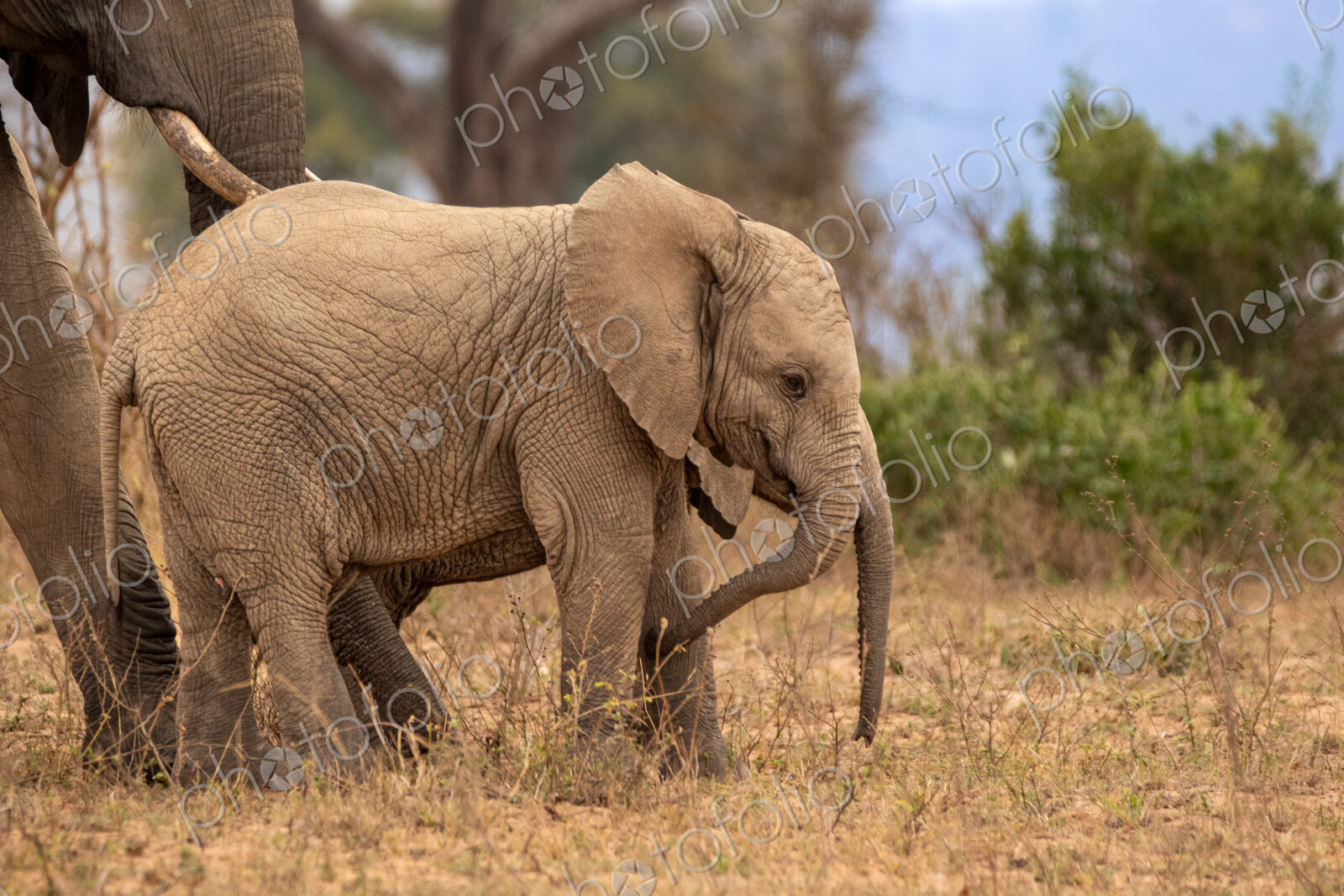 African Elephant, Loxodonta africana, Young elephant calf walking in the dry grass,…