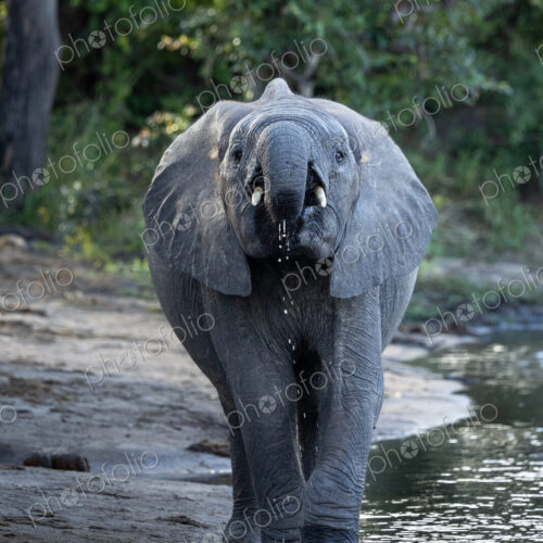 African Elephant, Loxodonta africana, Young elephant drinking water, looking straight… African Elephant, Loxodonta africana, Young elephant drinking water, looking straight…