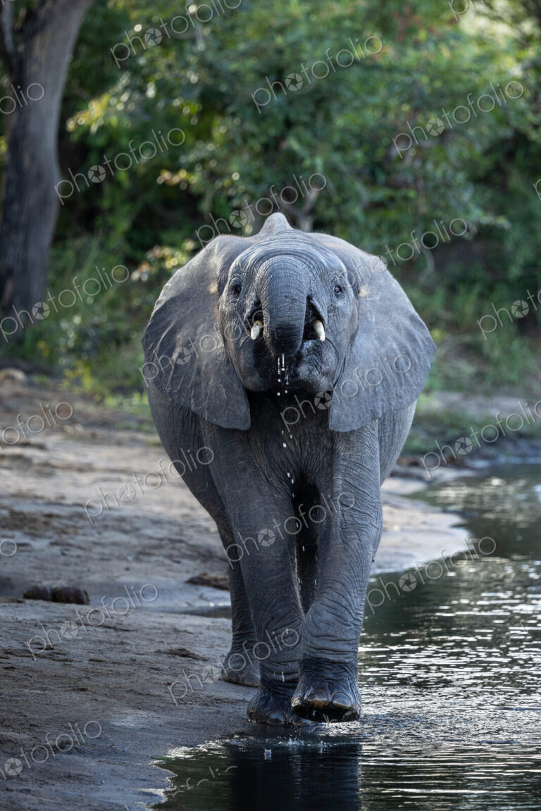 African Elephant, Loxodonta africana, Young elephant drinking water, looking straight…