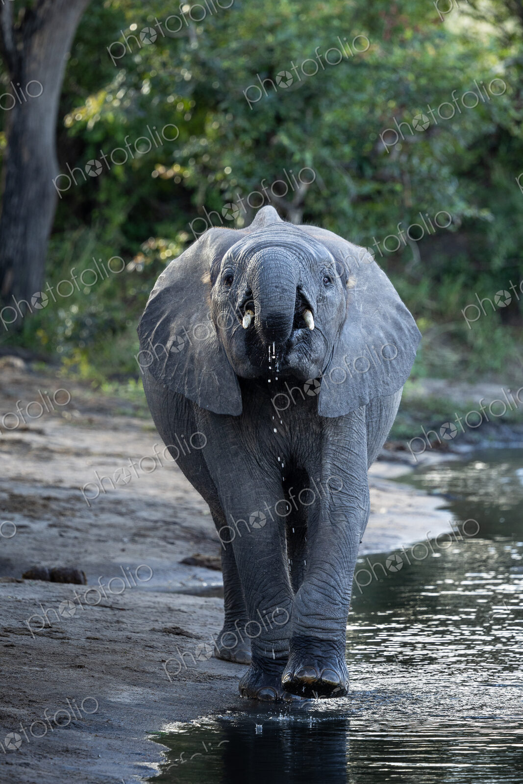 African Elephant, Loxodonta africana, Young elephant drinking water, looking straight…