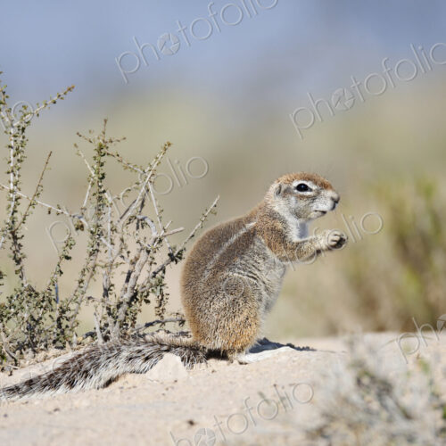 African Ground Squirrel, Cape ground squirrel, Geosciurus inauris, an animal in a…