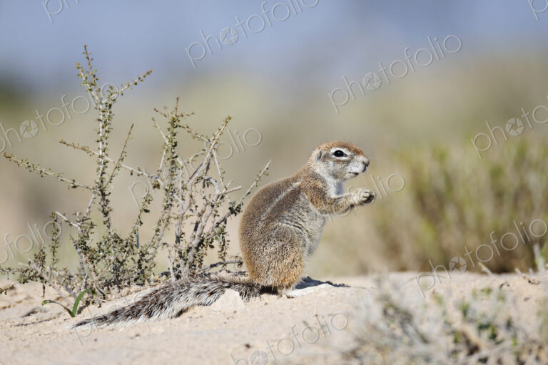 African Ground Squirrel, Cape ground squirrel, Geosciurus inauris, an animal in a…