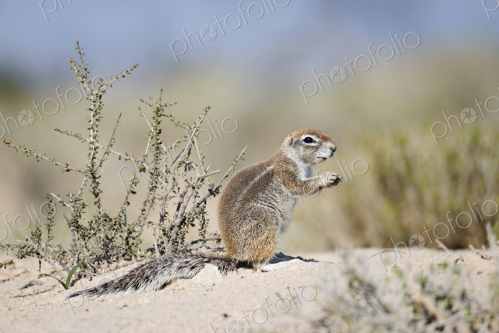 African Ground Squirrel, Cape ground squirrel, Geosciurus inauris, an animal in a…