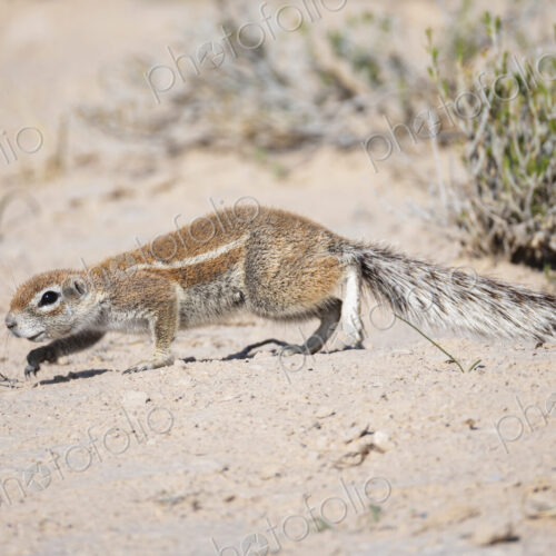 African Ground Squirrel, Cape ground squirrel, Geosciurus inauris, an animal in a…
