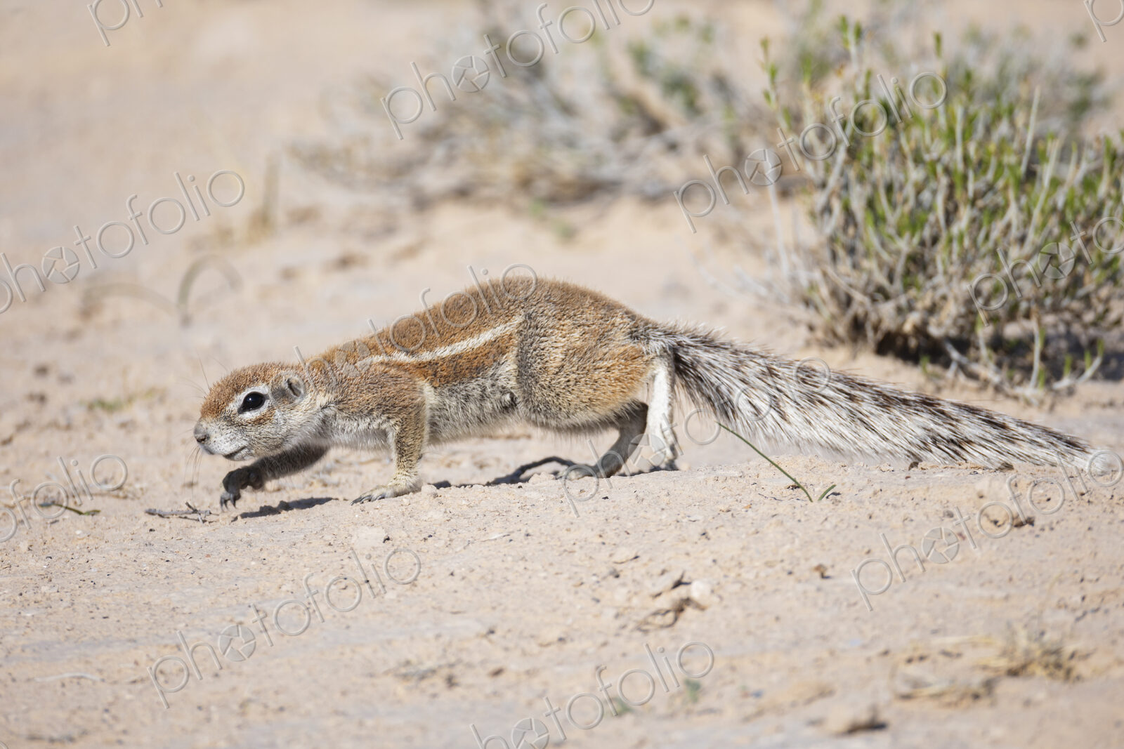 African Ground Squirrel, Cape ground squirrel, Geosciurus inauris, an animal in a…