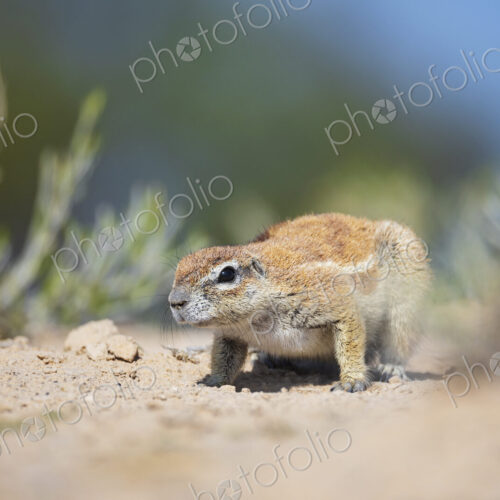 African Ground Squirrel, Cape ground squirrel, Geosciurus inauris, an animal in a… African Ground Squirrel, Cape ground squirrel, Geosciurus inauris, an animal in a…