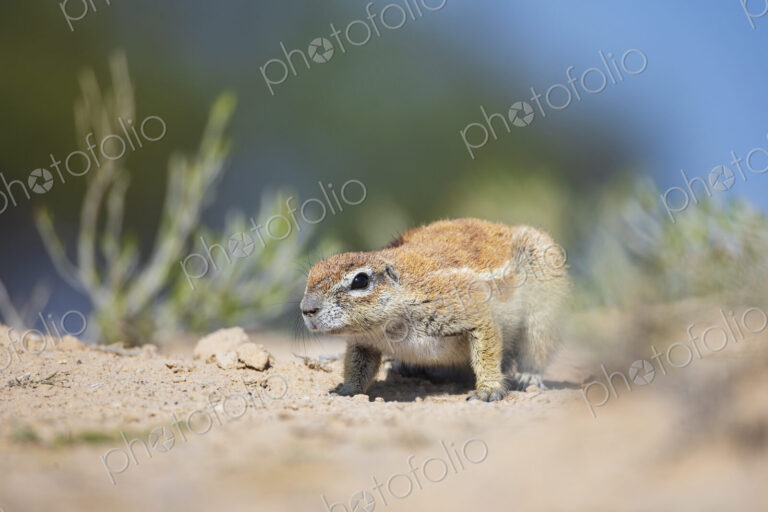 African Ground Squirrel, Cape ground squirrel, Geosciurus inauris, an animal in a…