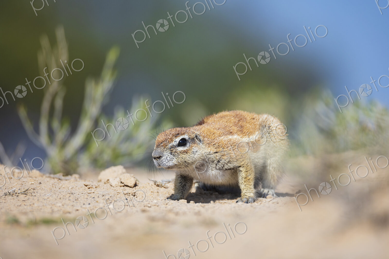 African Ground Squirrel, Cape ground squirrel, Geosciurus inauris, an animal in a…