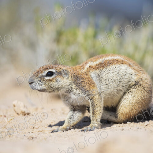 African Ground Squirrel, Cape ground squirrel, Geosciurus inauris, an animal in a…