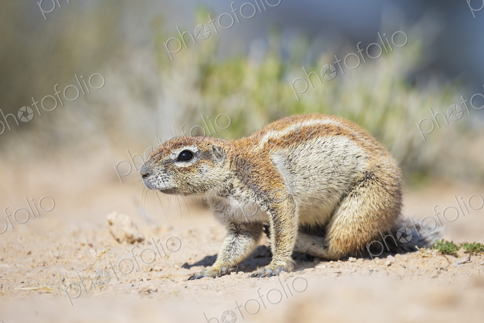 African Ground Squirrel, Cape ground squirrel, Geosciurus inauris, an animal in a…